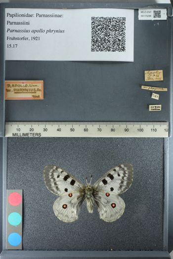 Media type: image;   Entomology 175296
